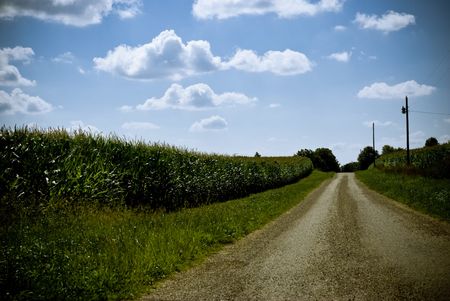 A dirt road next to cornfields on a sunny day. The sky is filled with puffy clouds.