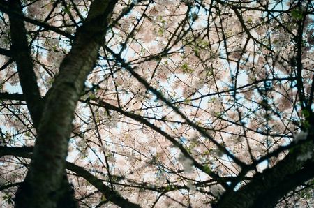 Crisscrossed tree branches reveal cherry blossoms and blue sky.